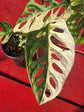 Monstera adansonii albo variegata (high color)