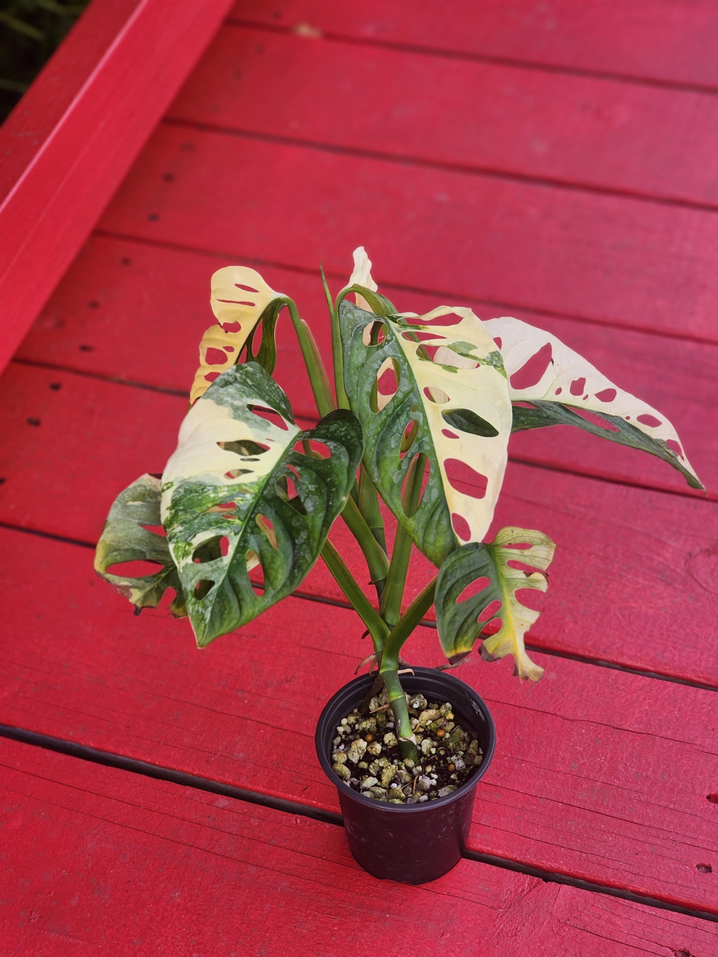 Monstera adansonii albo variegata (high color)