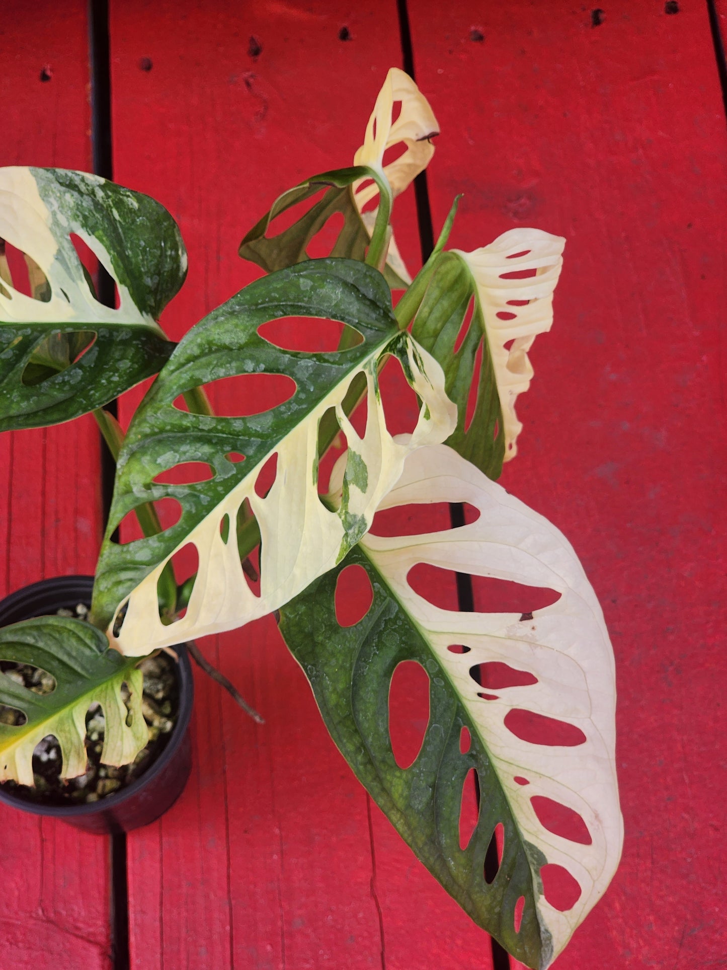 Monstera adansonii albo variegata (high color)