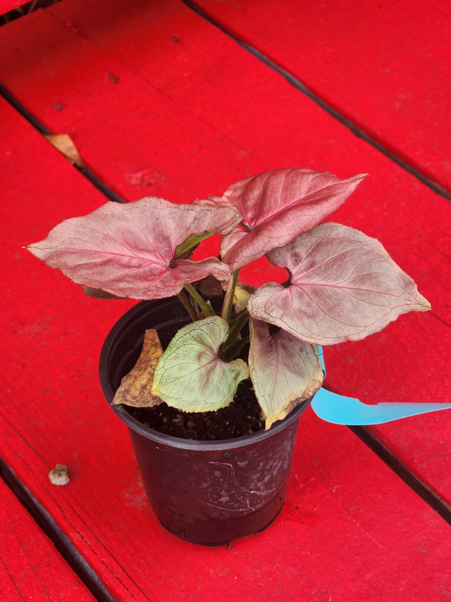 Syngonium pink perfection