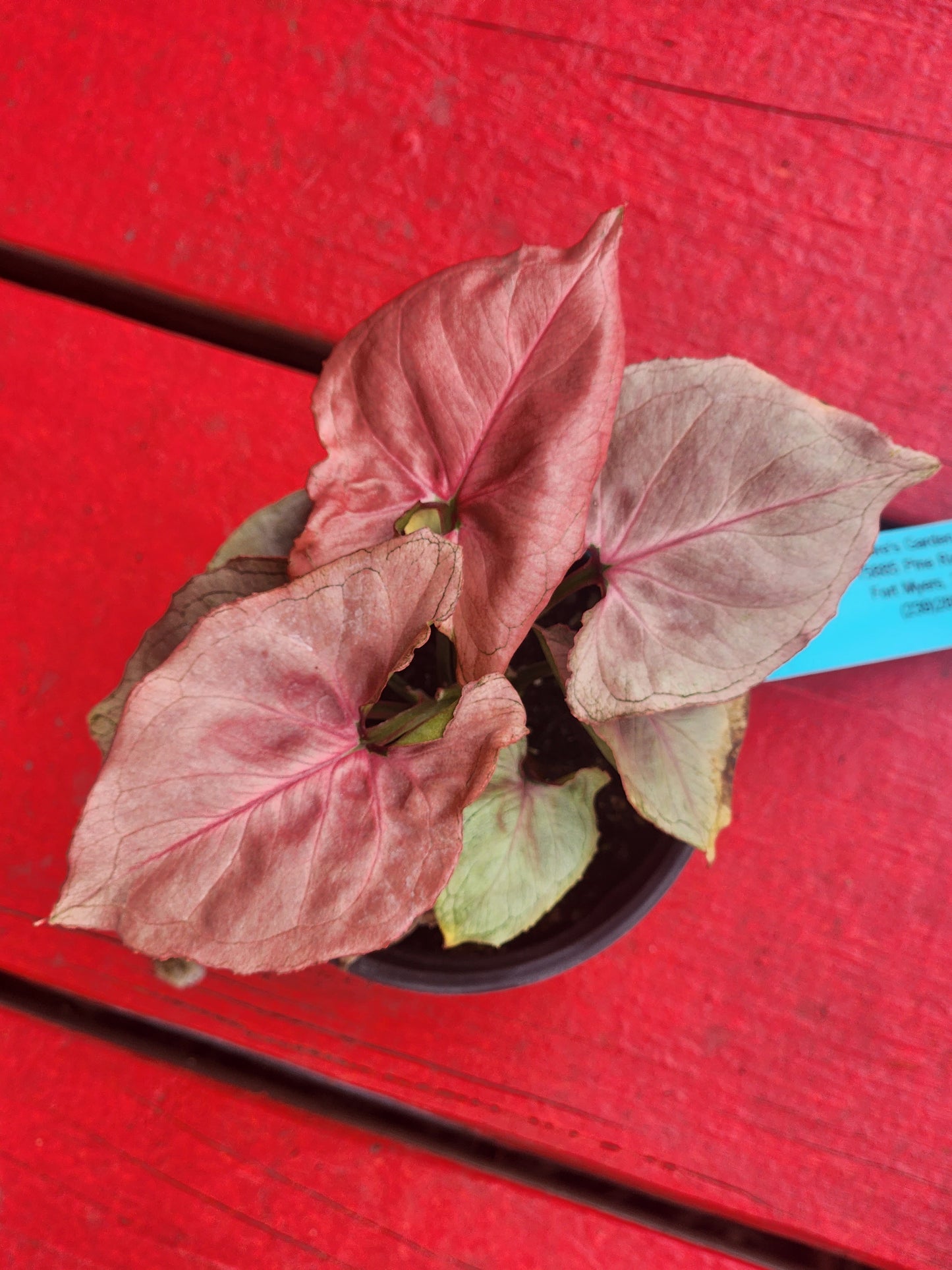 Syngonium pink perfection