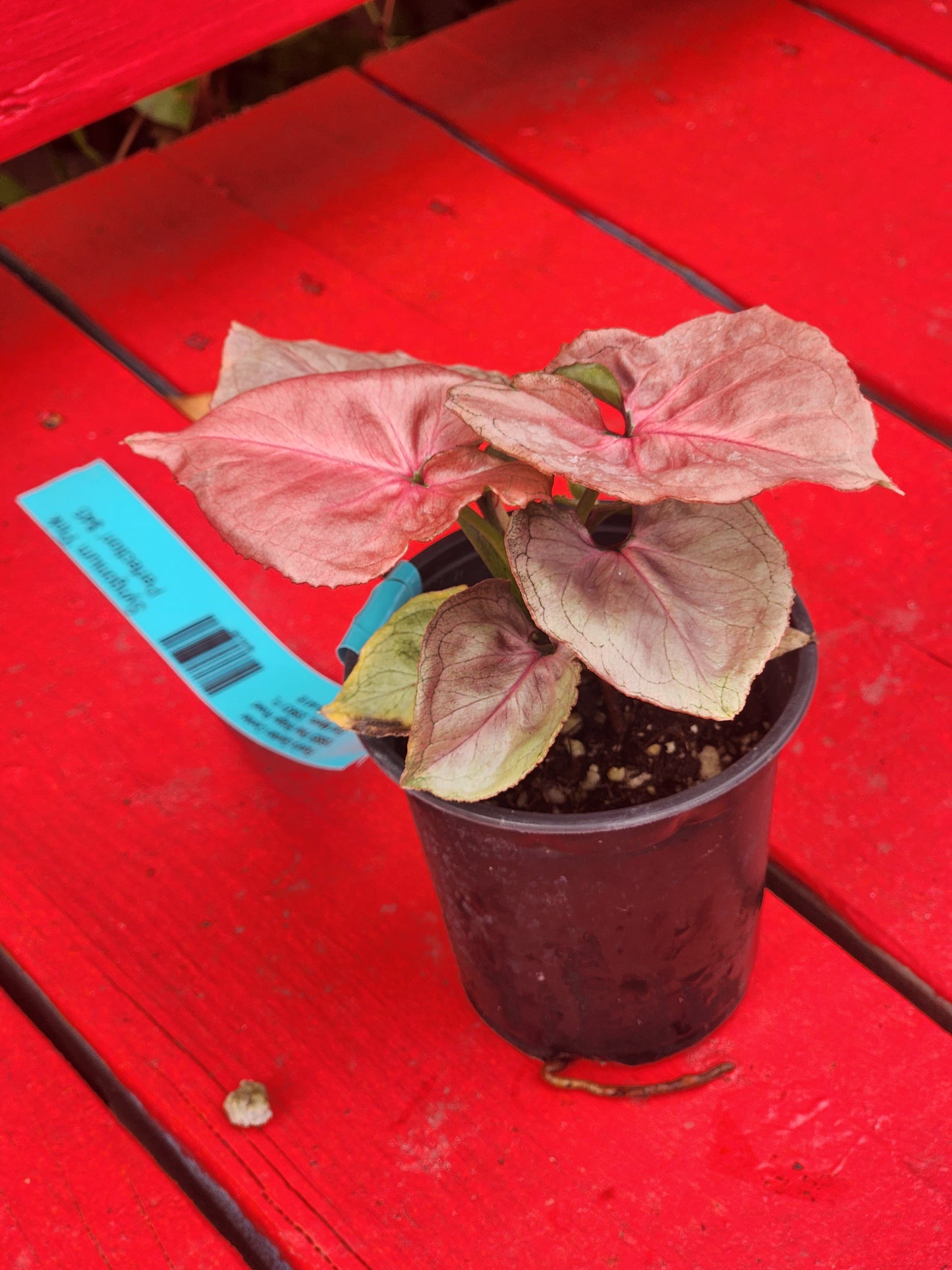 Syngonium pink perfection