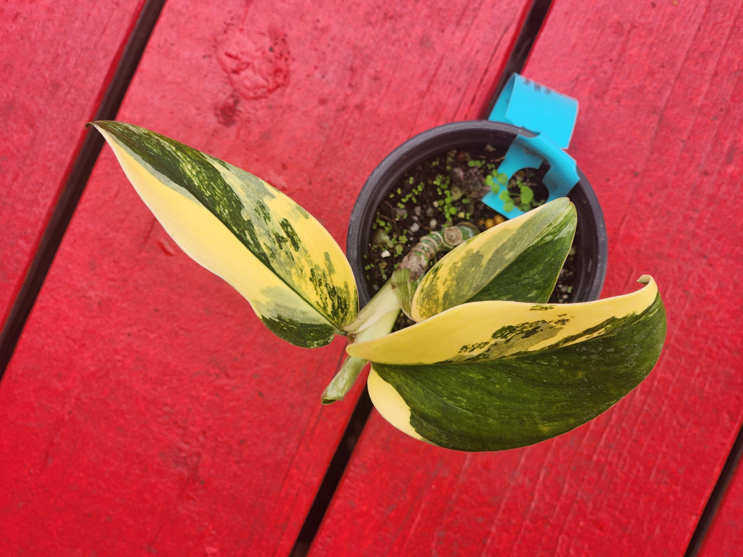 Monstera standleyana aurea (high color)