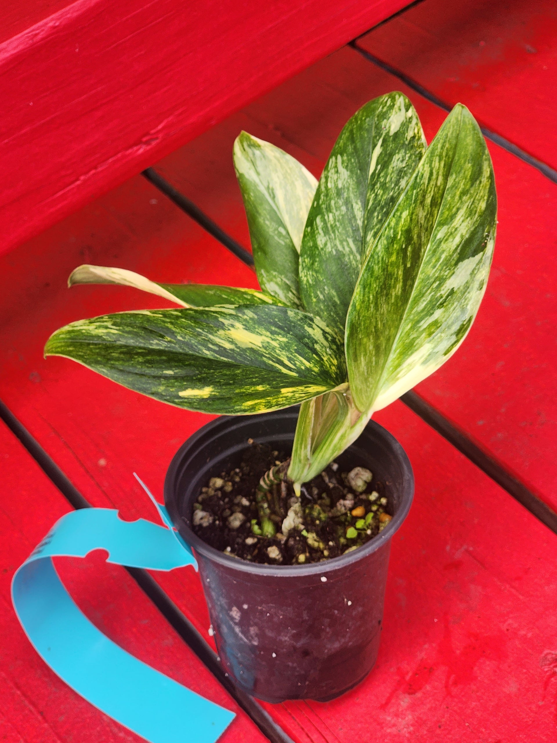 Monstera standleyana aurea (high color) – Fiore's
