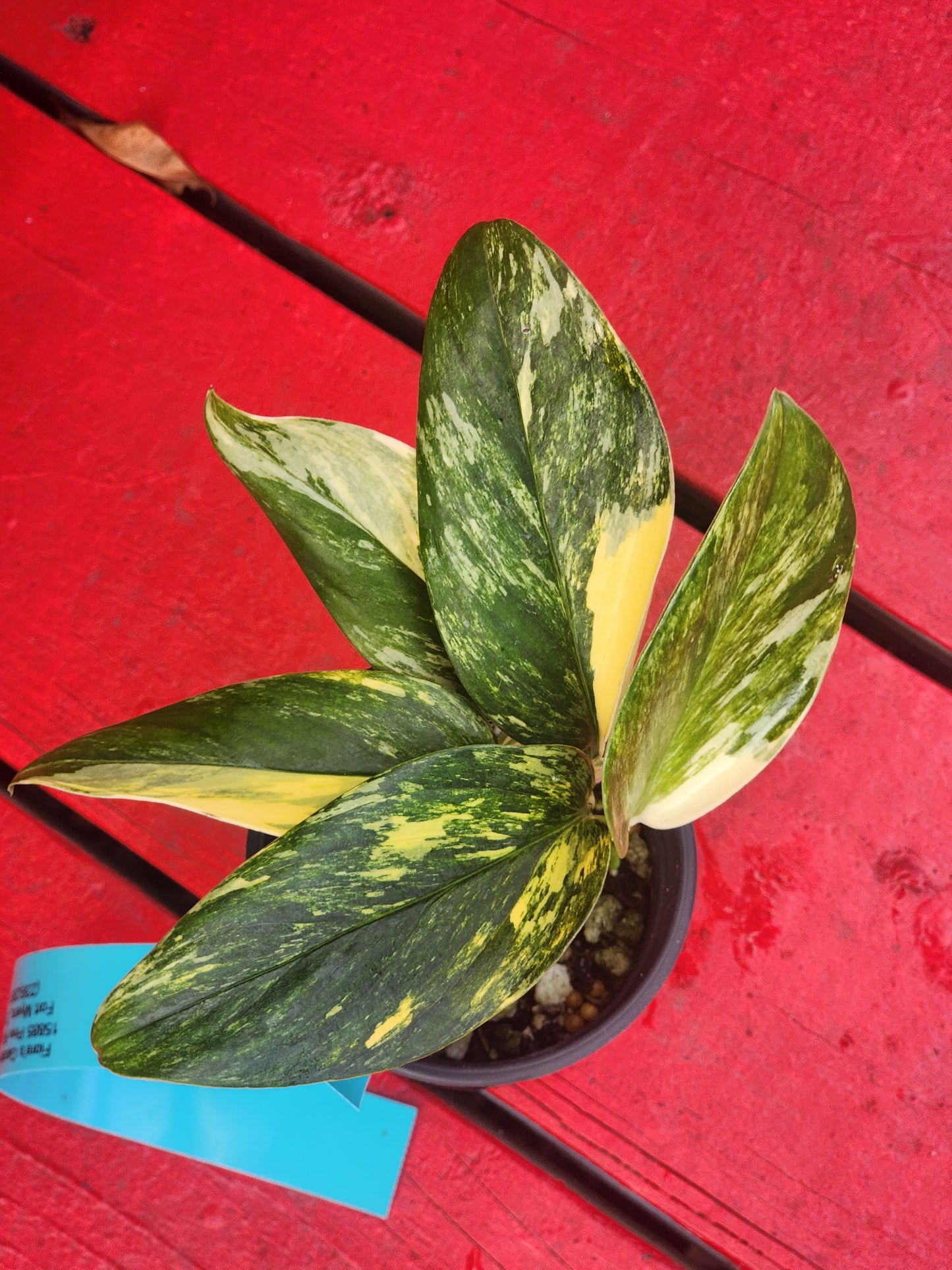 Monstera standleyana aurea (high color)