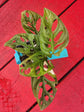 Monstera adansonii albo variegata (mid color)