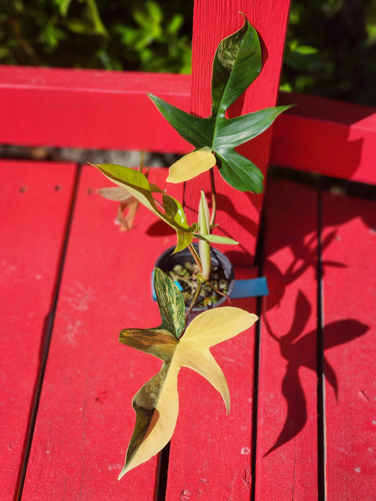 Philodendron florida beauty