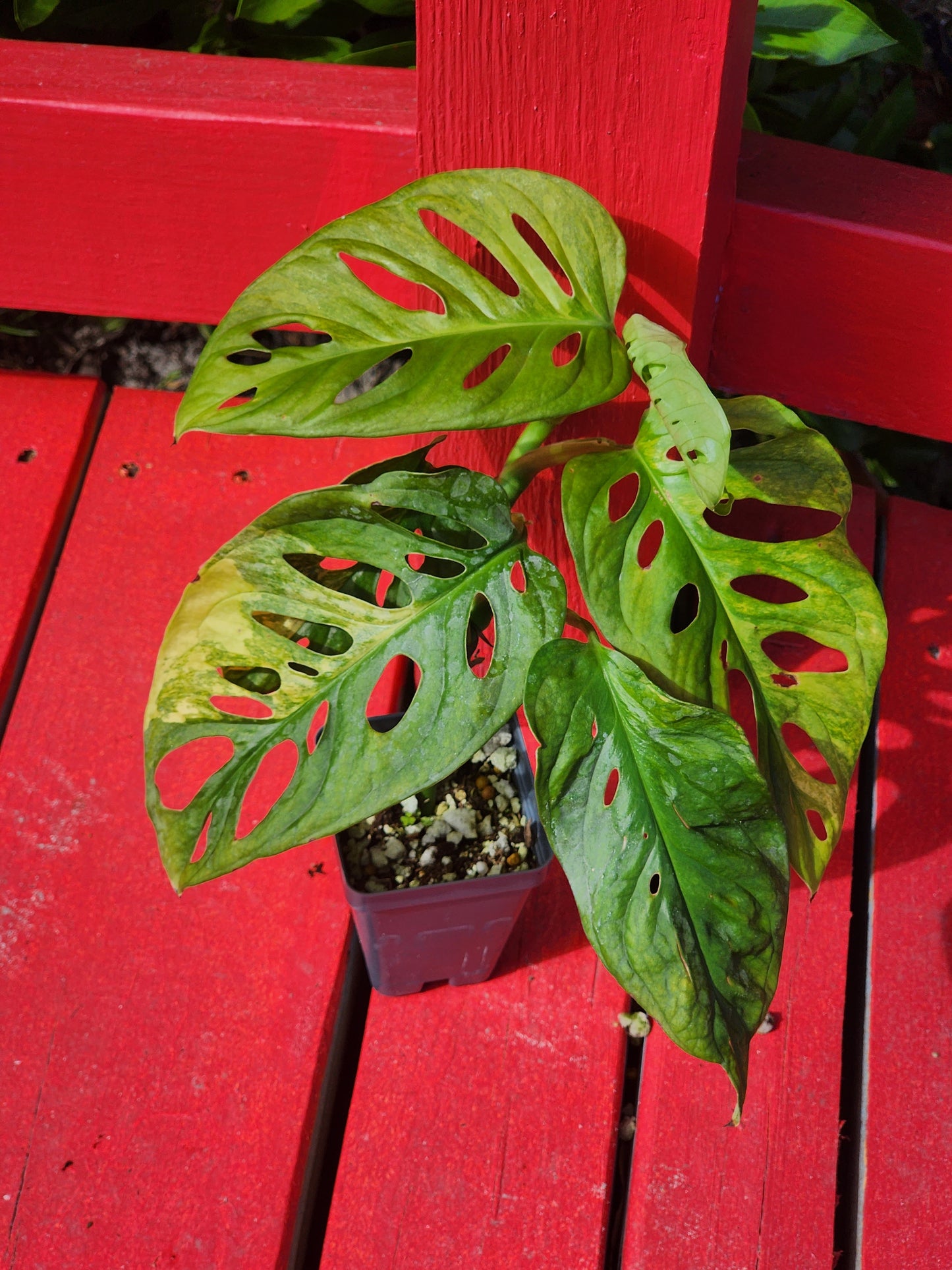 Monstera adansonii aurea variegata (high color)