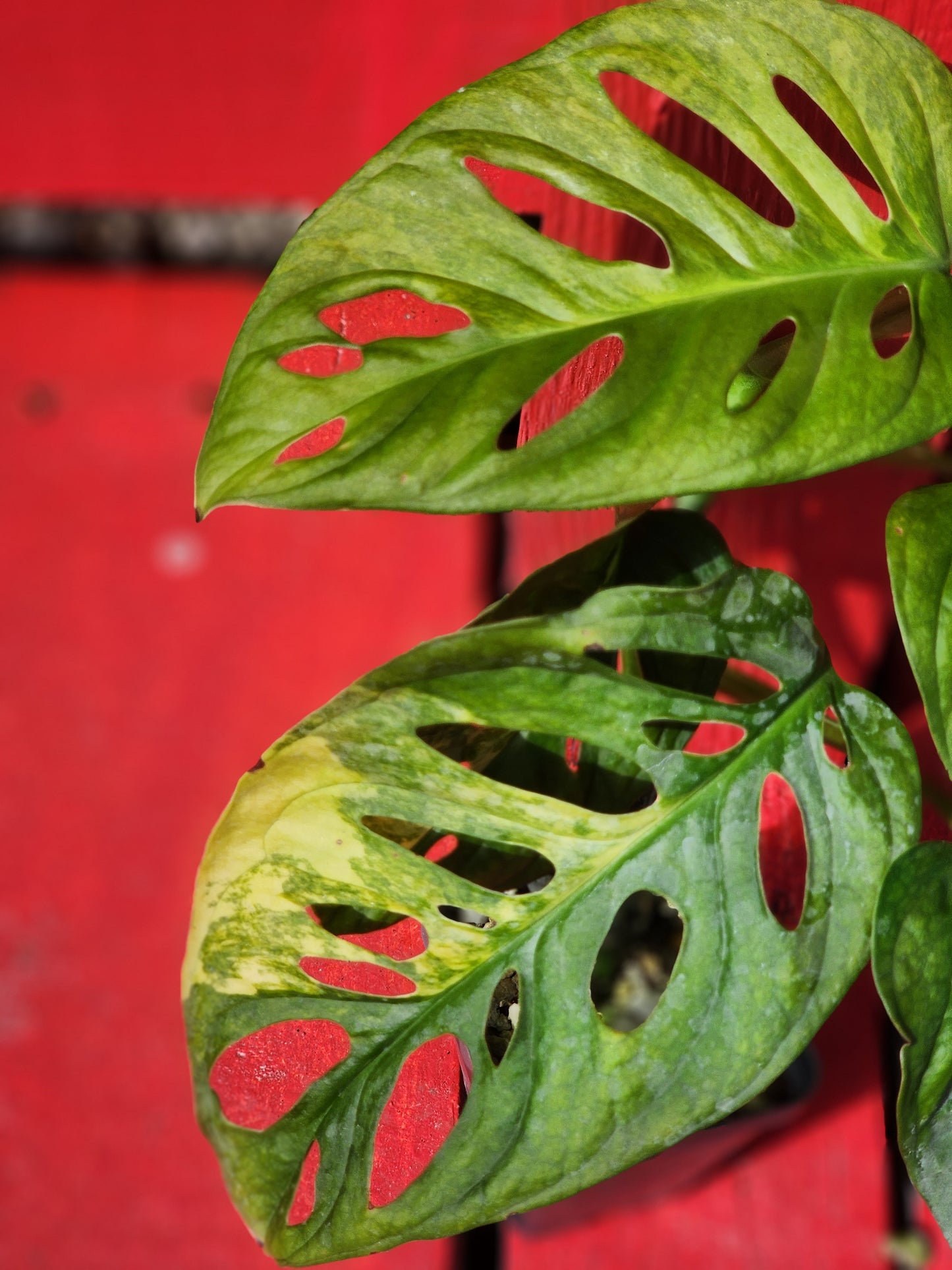 Monstera adansonii aurea variegata (high color)