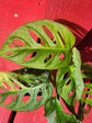 Monstera adansonii aurea variegata (high color)