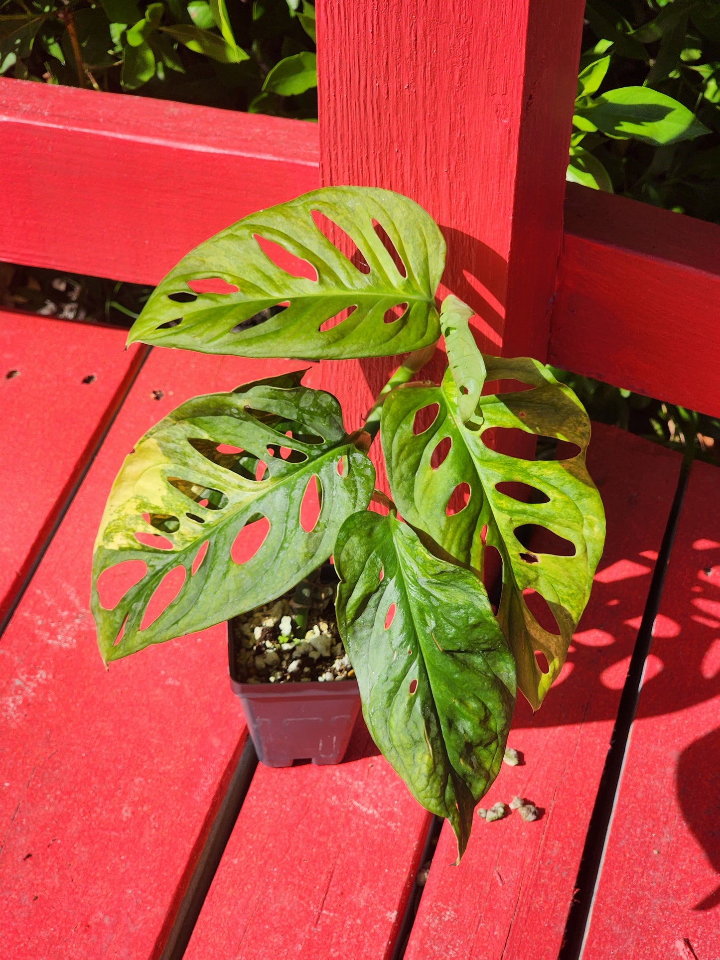 Monstera adansonii aurea variegata (high color)