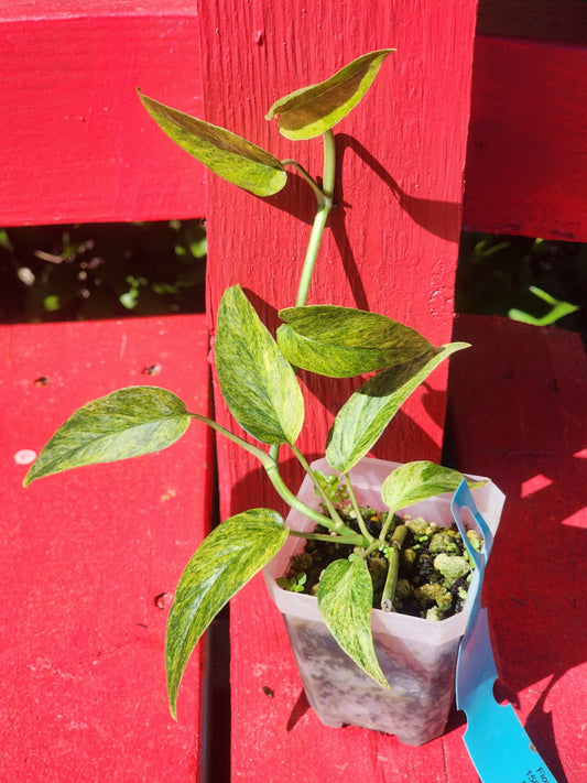 Epipremnum pinnatum mint