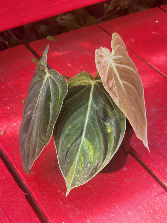 Philodendron melanochrysum variegata