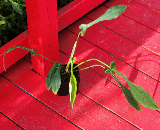Philodendron joepii