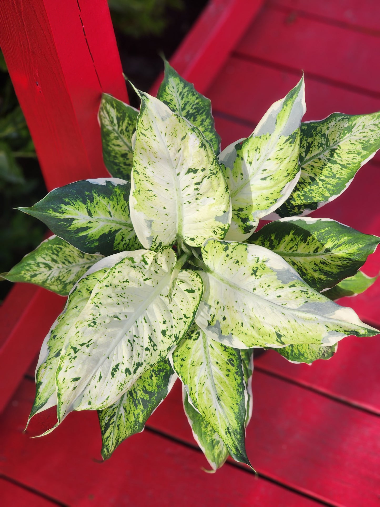 Dieffenbachia seguine x variegata "Sparkles"