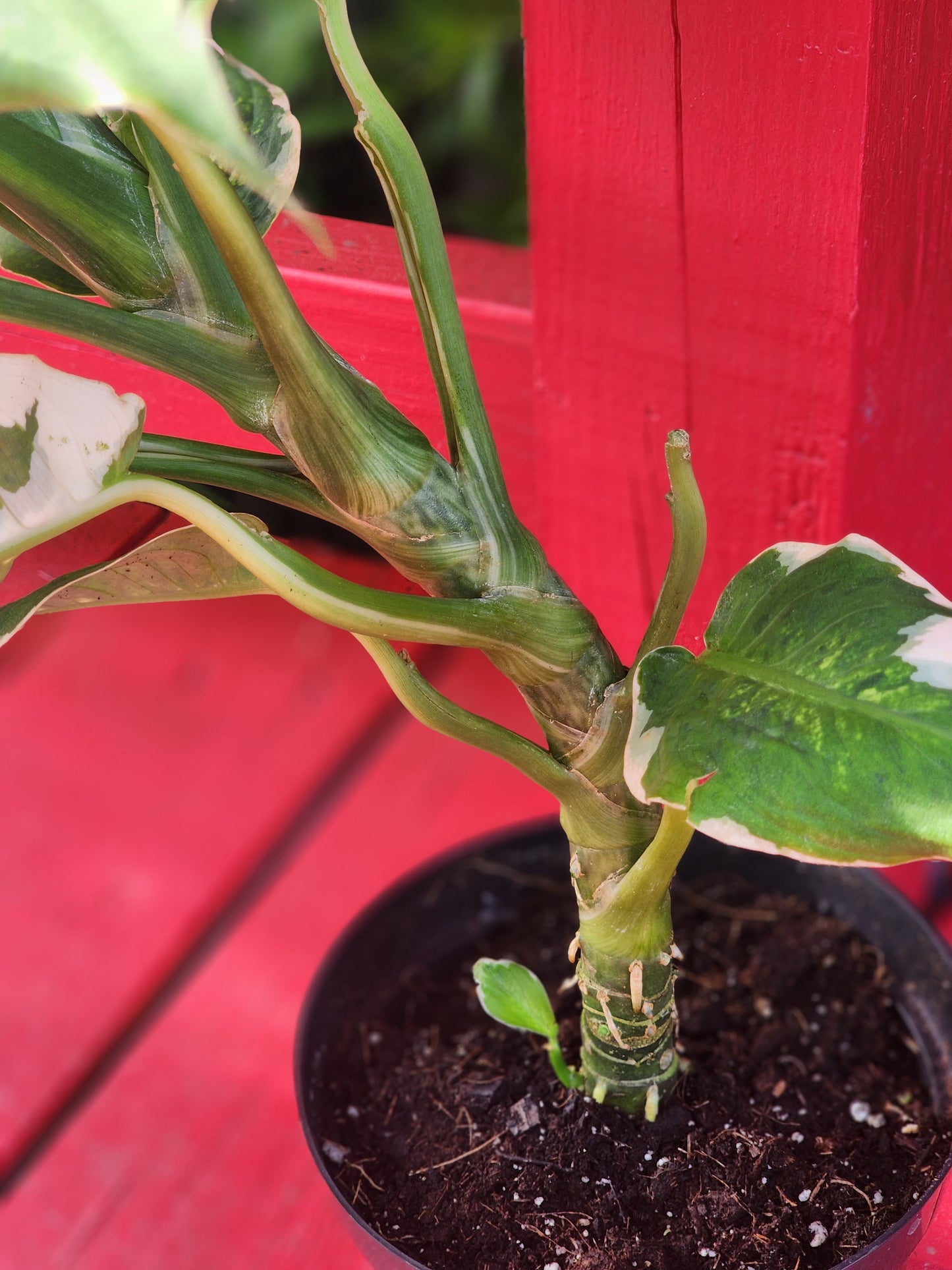 Dieffenbachia seguine x variegata "Sparkles"