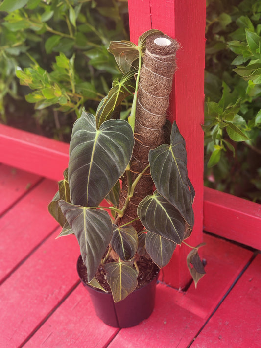 Philodendron melanochrysum