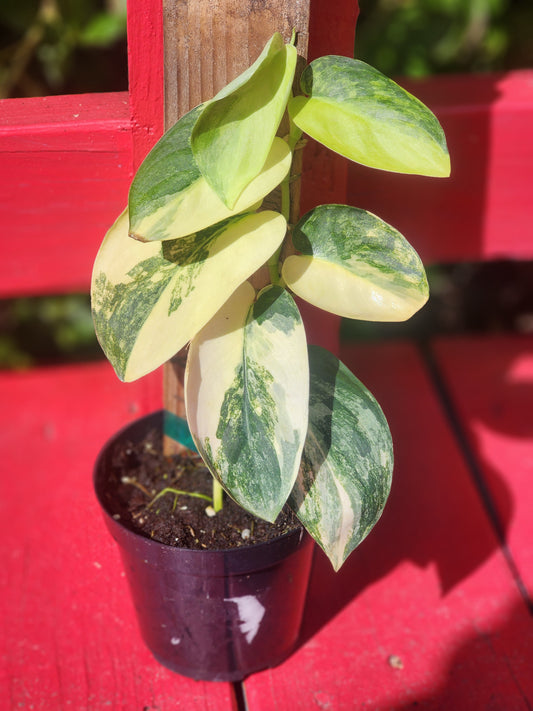 Scindapsus 'Jade Satin' aurea variegata