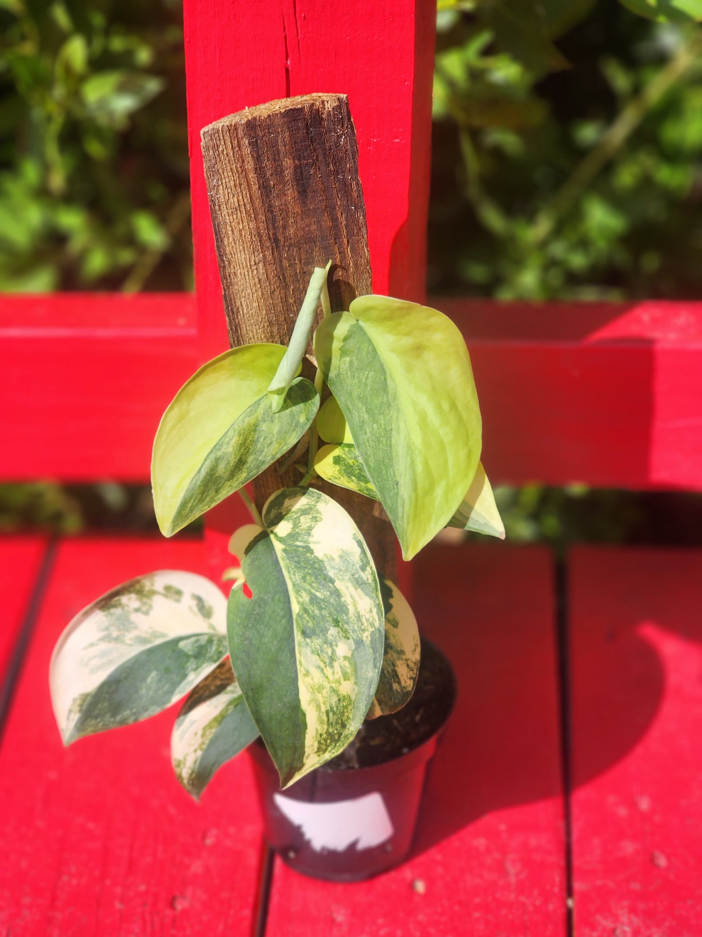 Scindapsus 'Jade Satin' aurea variegata