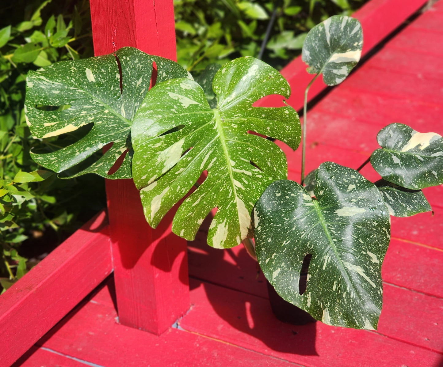 Monstera Deliciosa Thai Constellation