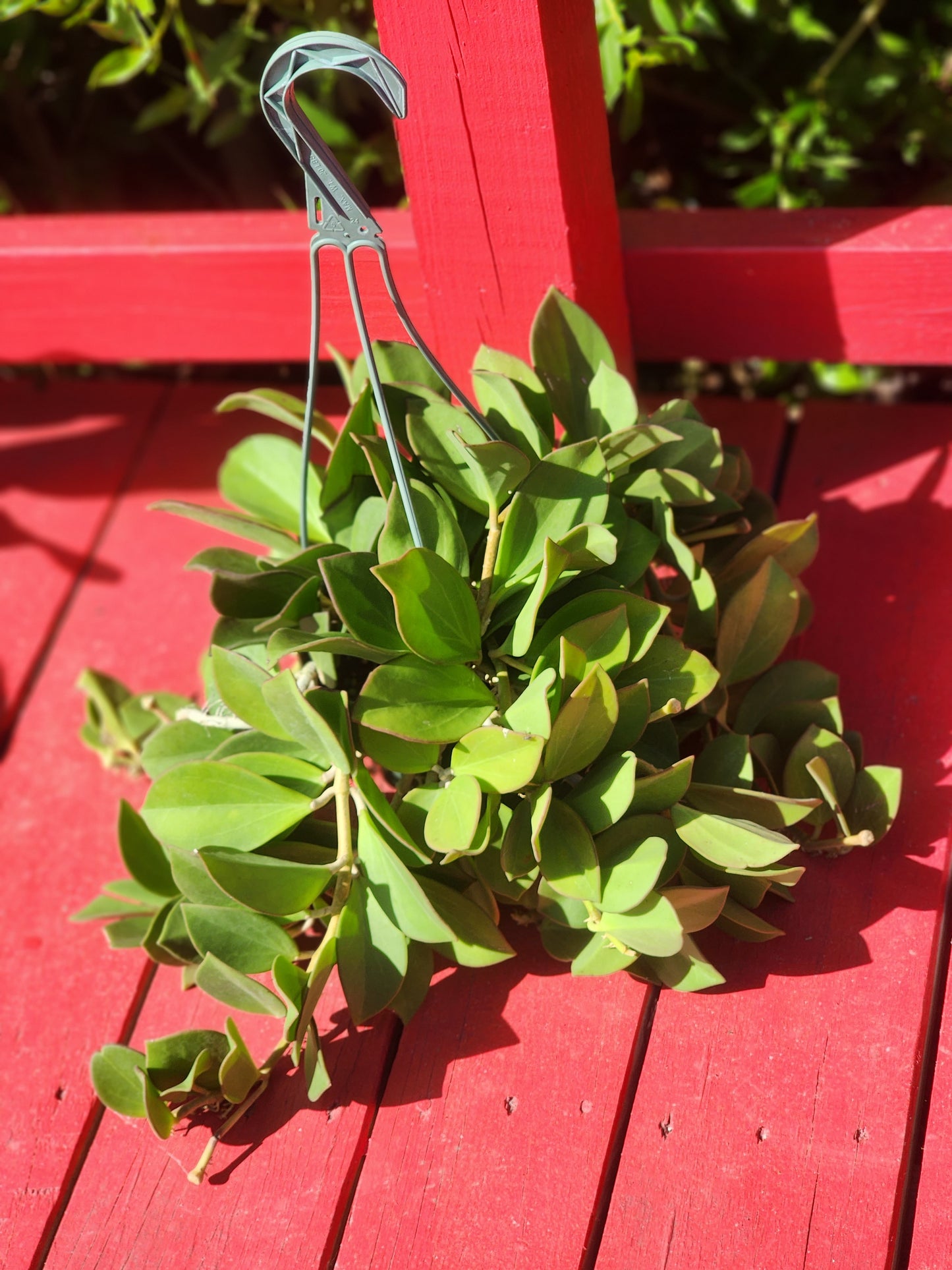 Hoya pachyclada