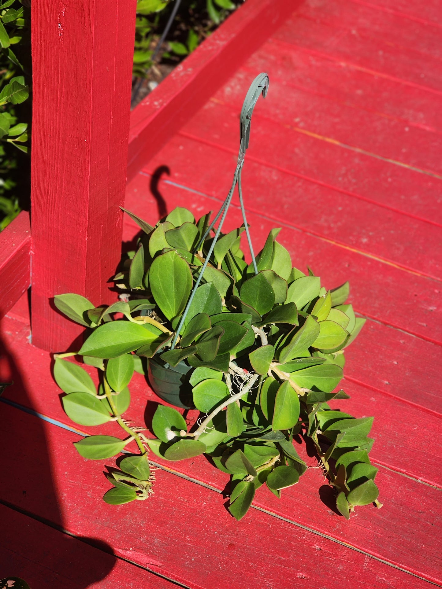 Hoya pachyclada