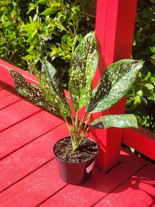 Aglaonema Lumina