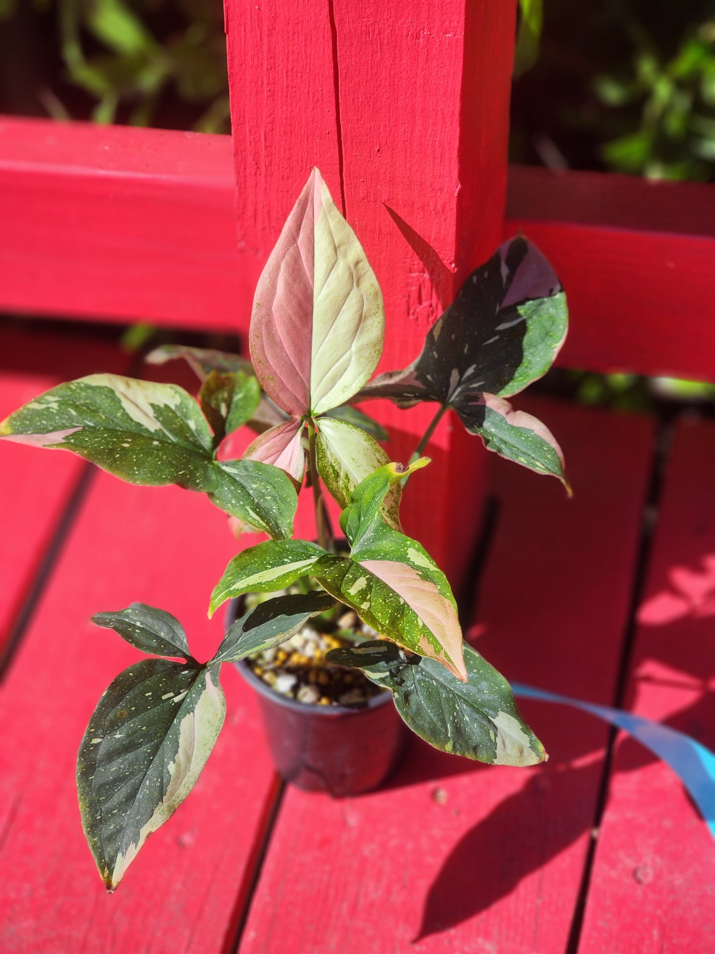 Syngonium pink spot tri color