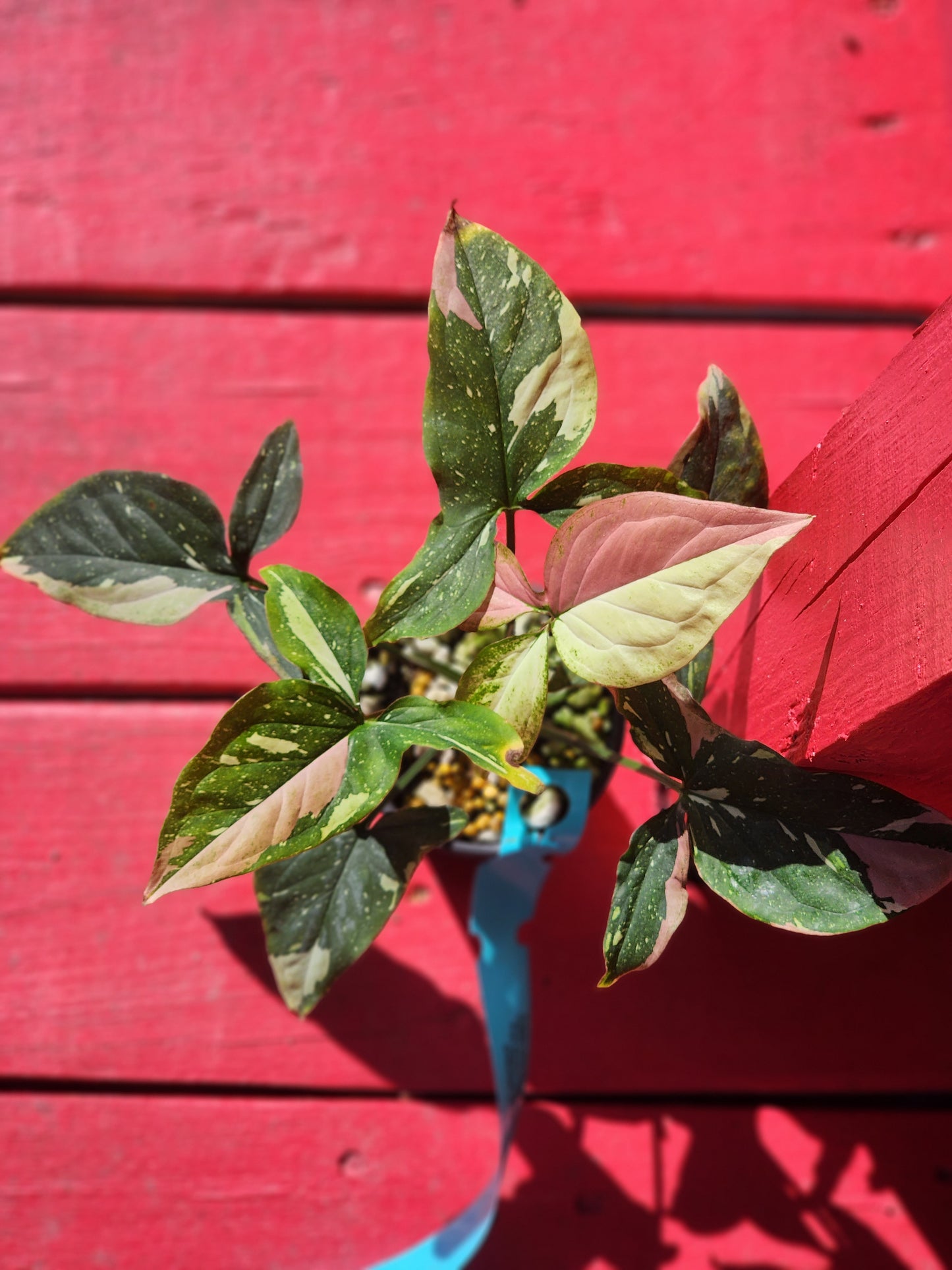 Syngonium pink spot tri color