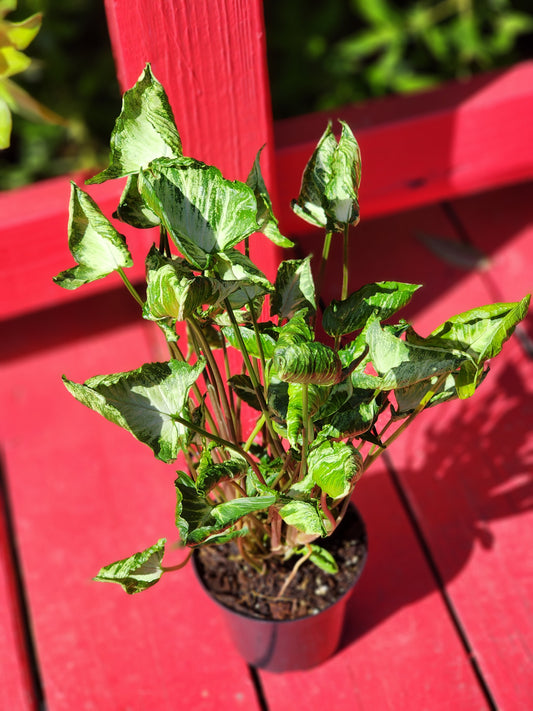 Syngonium godzilla