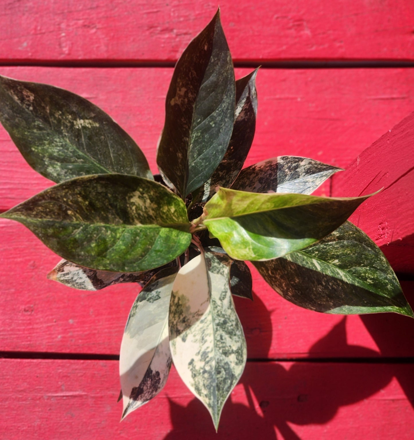 Aglaonema Siam Jade Variegata