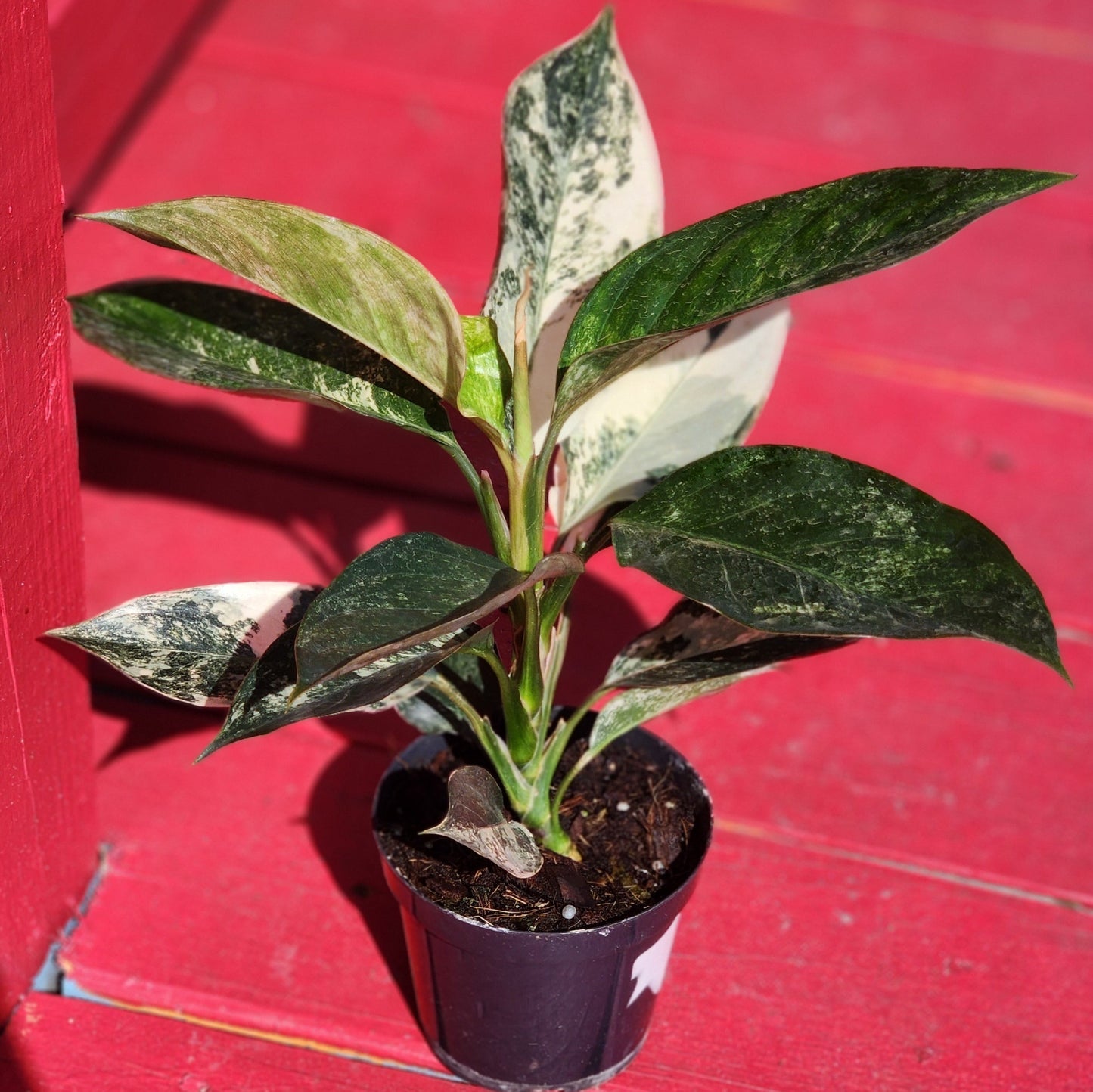 Aglaonema Siam Jade Variegata