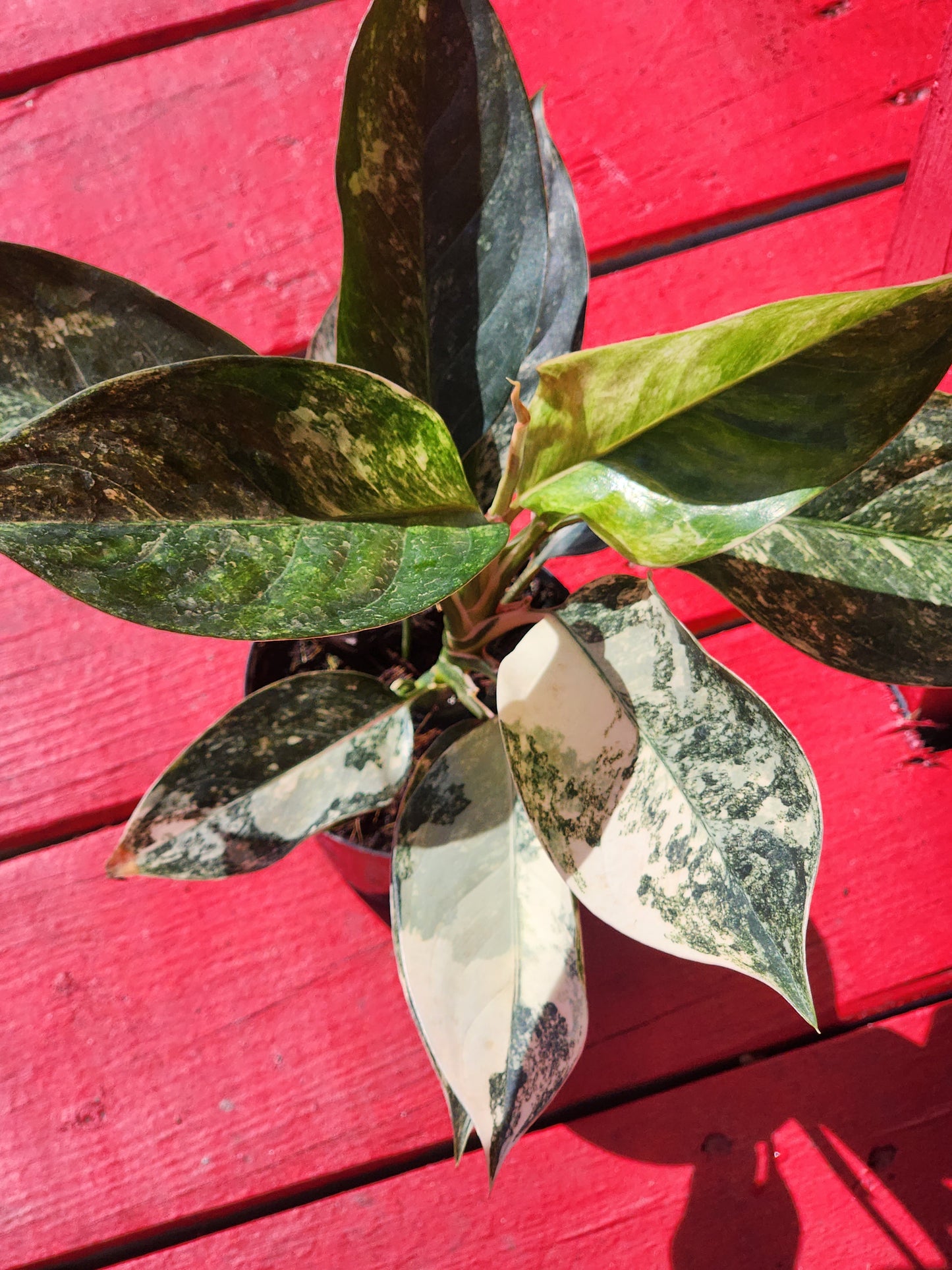 Aglaonema Siam Jade Variegata