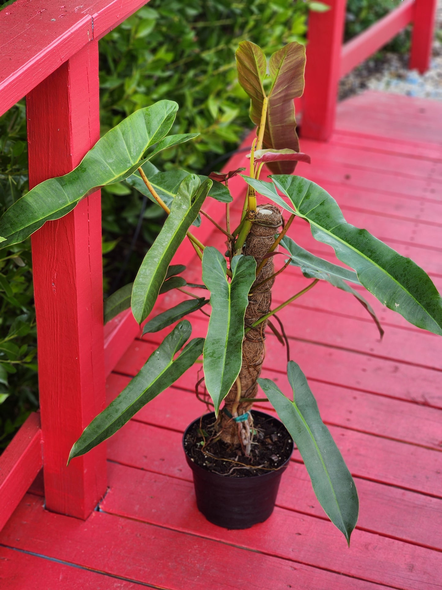 Philodendron atabapoense