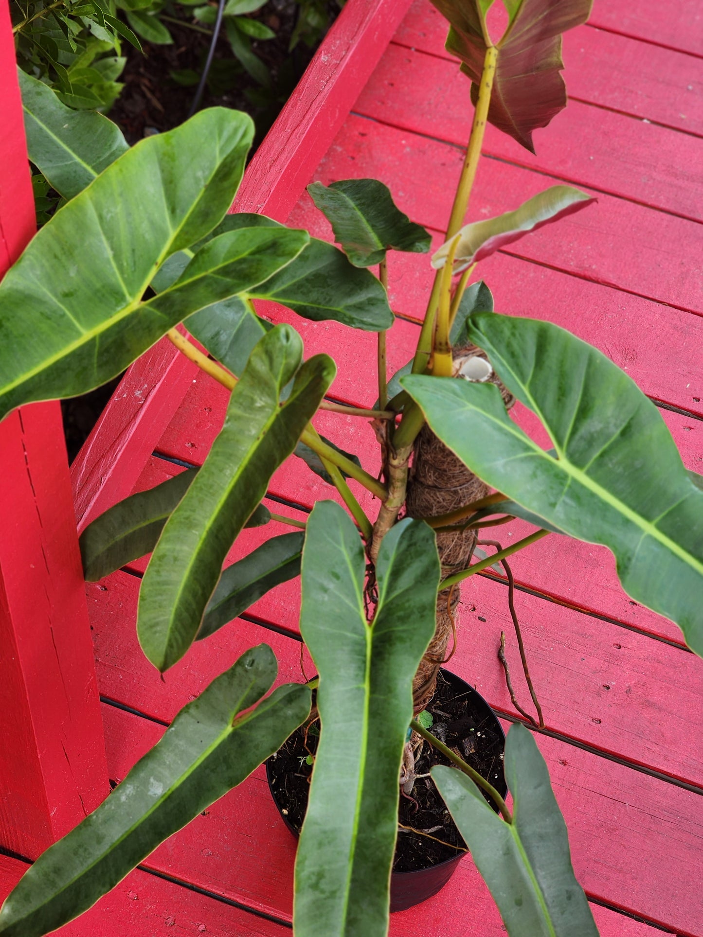 Philodendron atabapoense