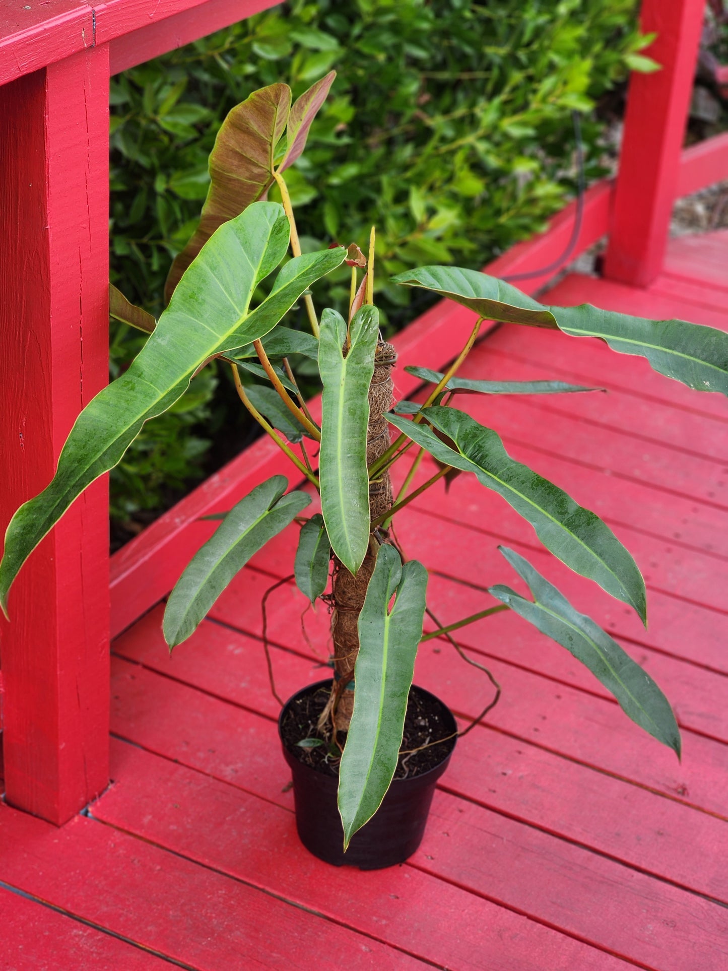 Philodendron atabapoense