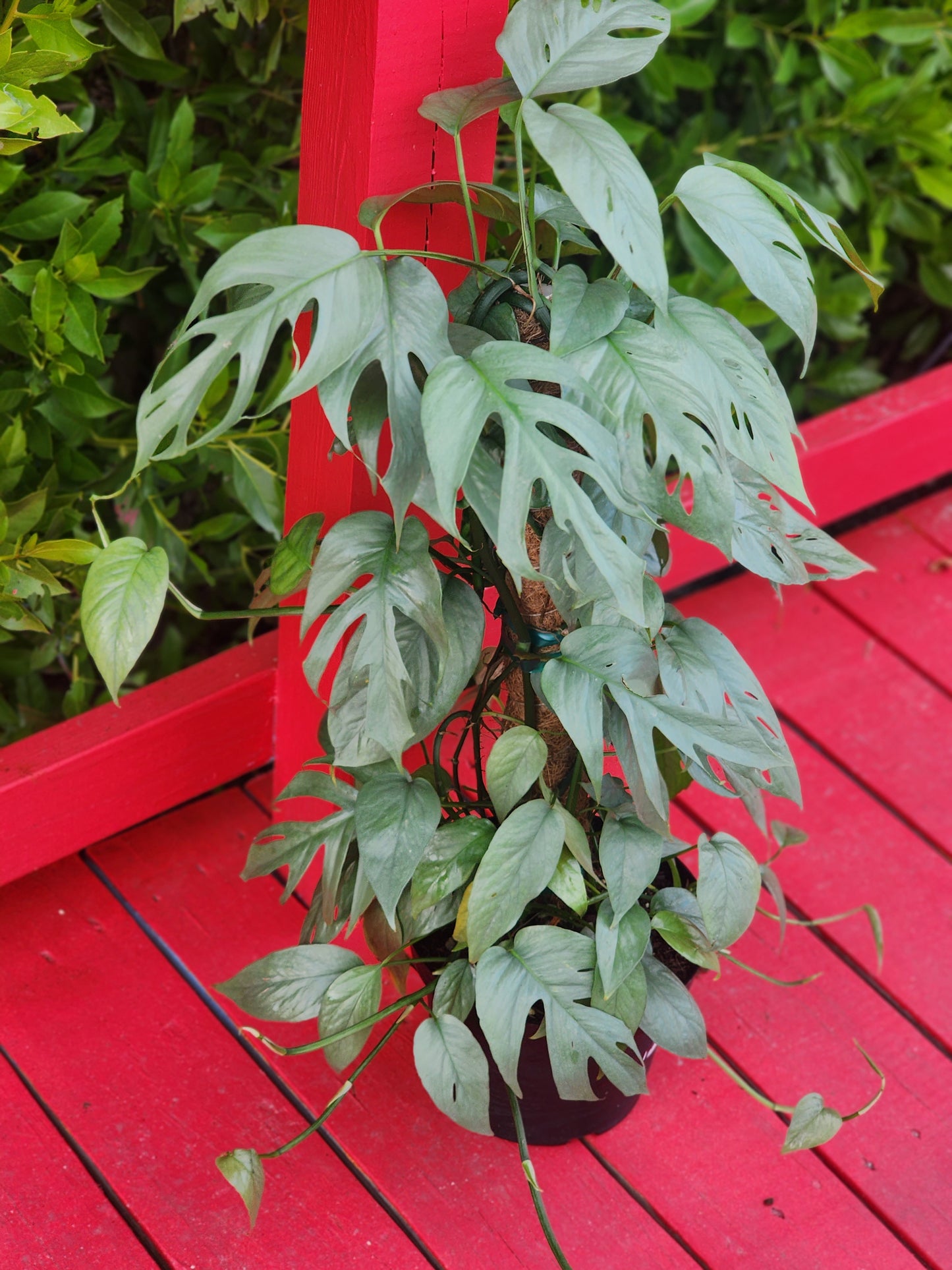 Epipremnum pinnatum 'Cebu Blue'