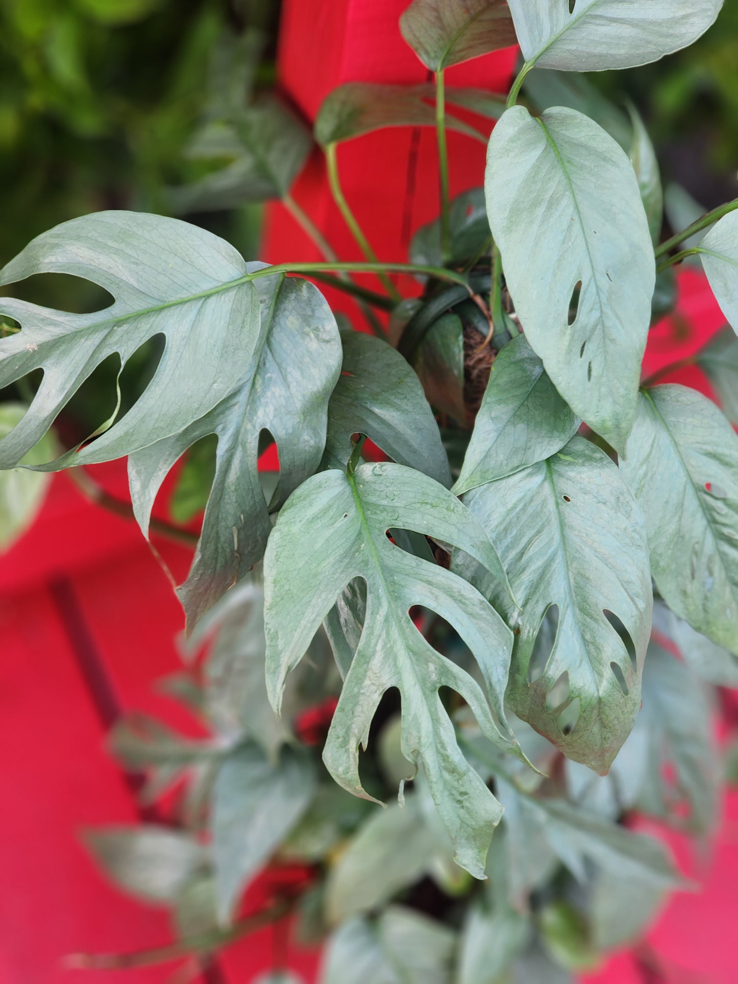 Epipremnum pinnatum 'Cebu Blue'