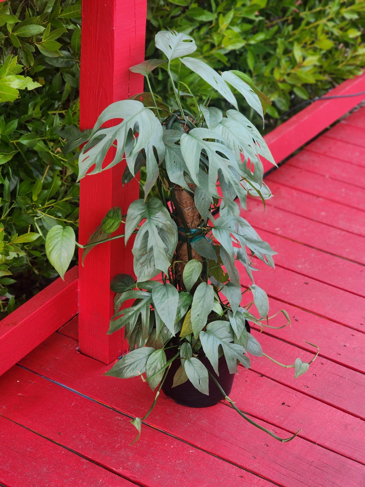 Epipremnum pinnatum 'Cebu Blue'