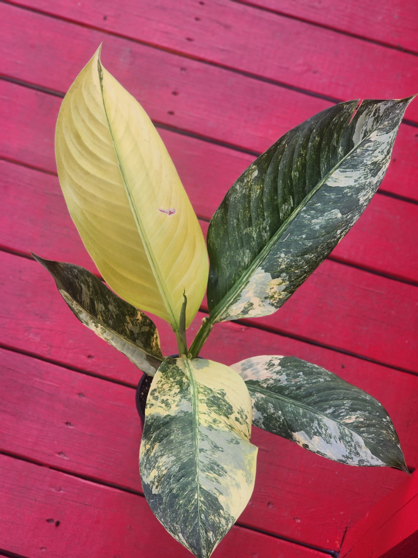 Dieffenbachia big ben variegata