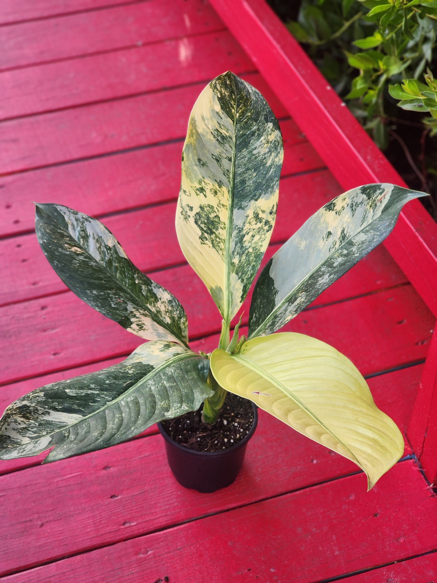 Dieffenbachia big ben variegata