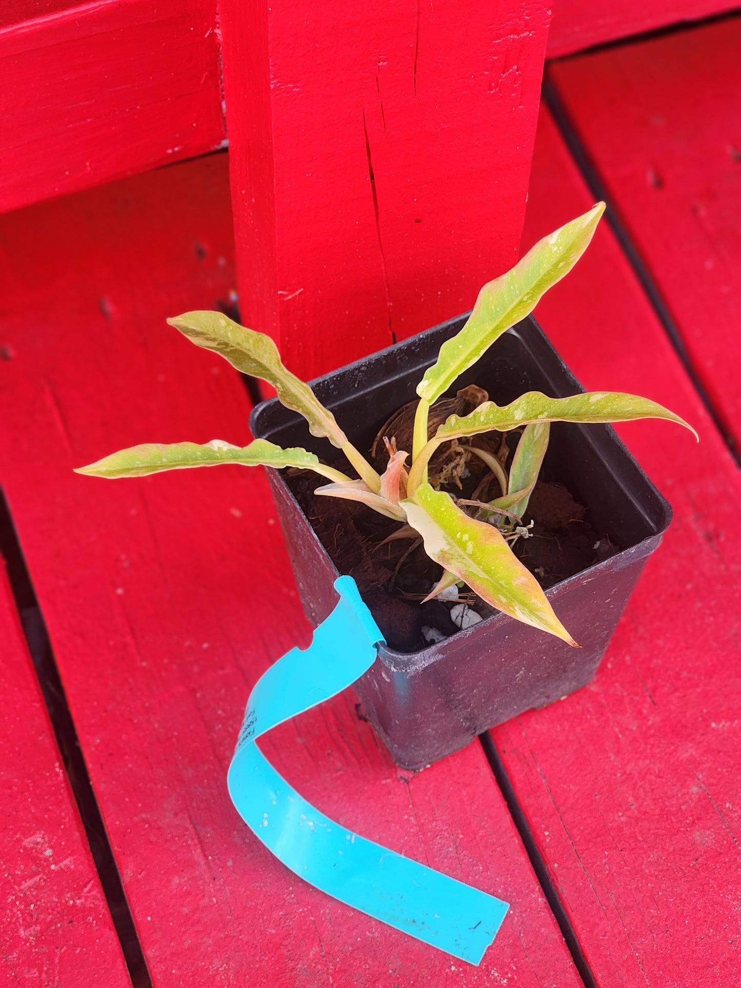 Philodendron Ring of Fire