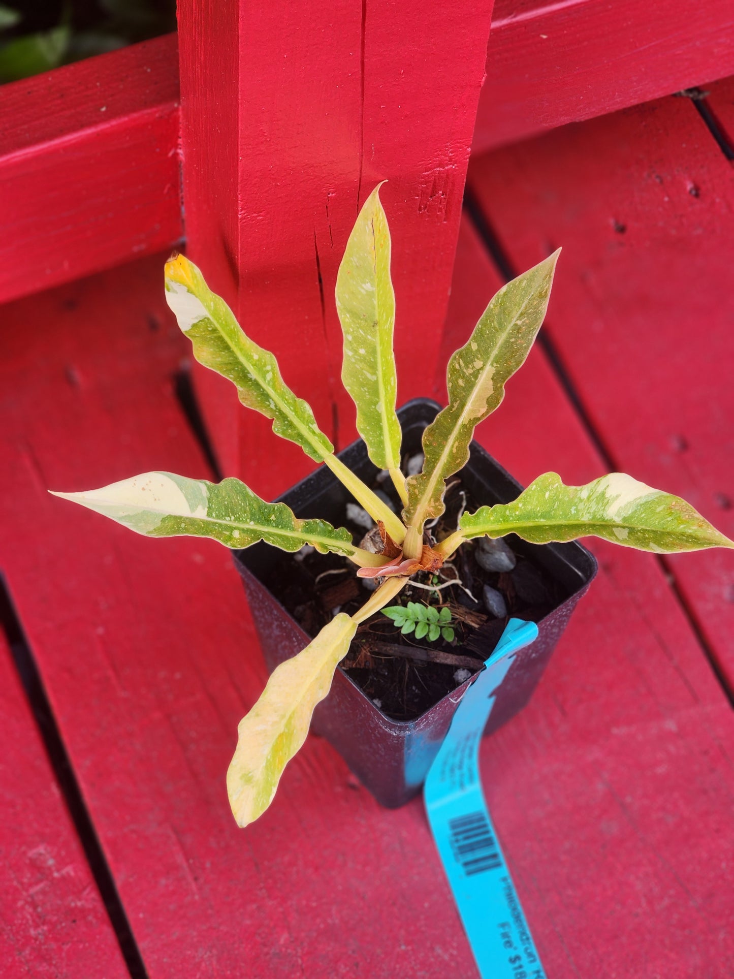 Philodendron Ring of Fire