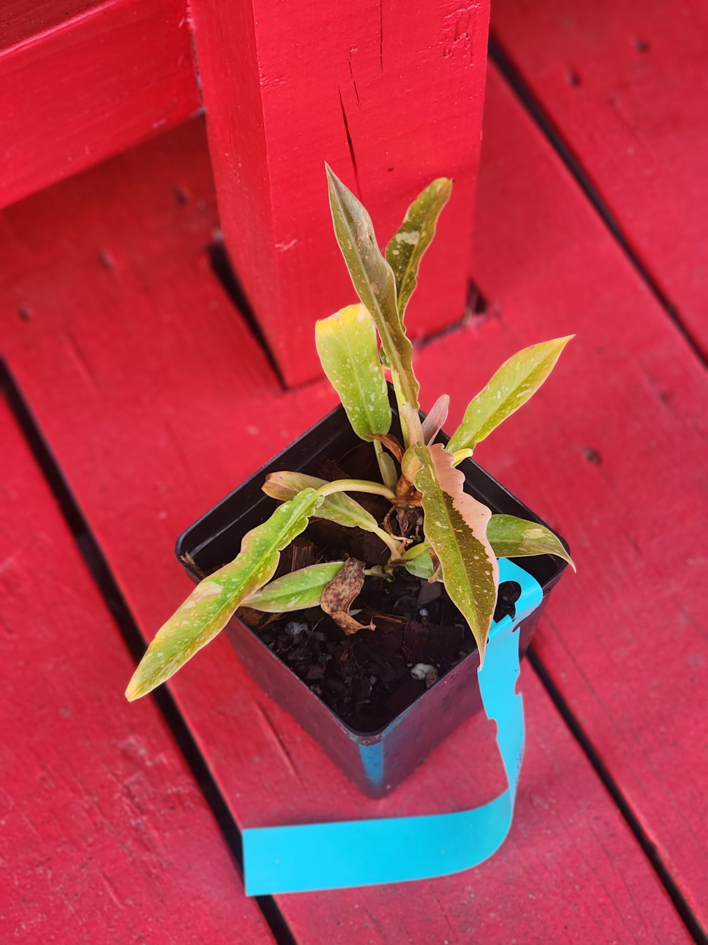 Philodendron Ring of Fire