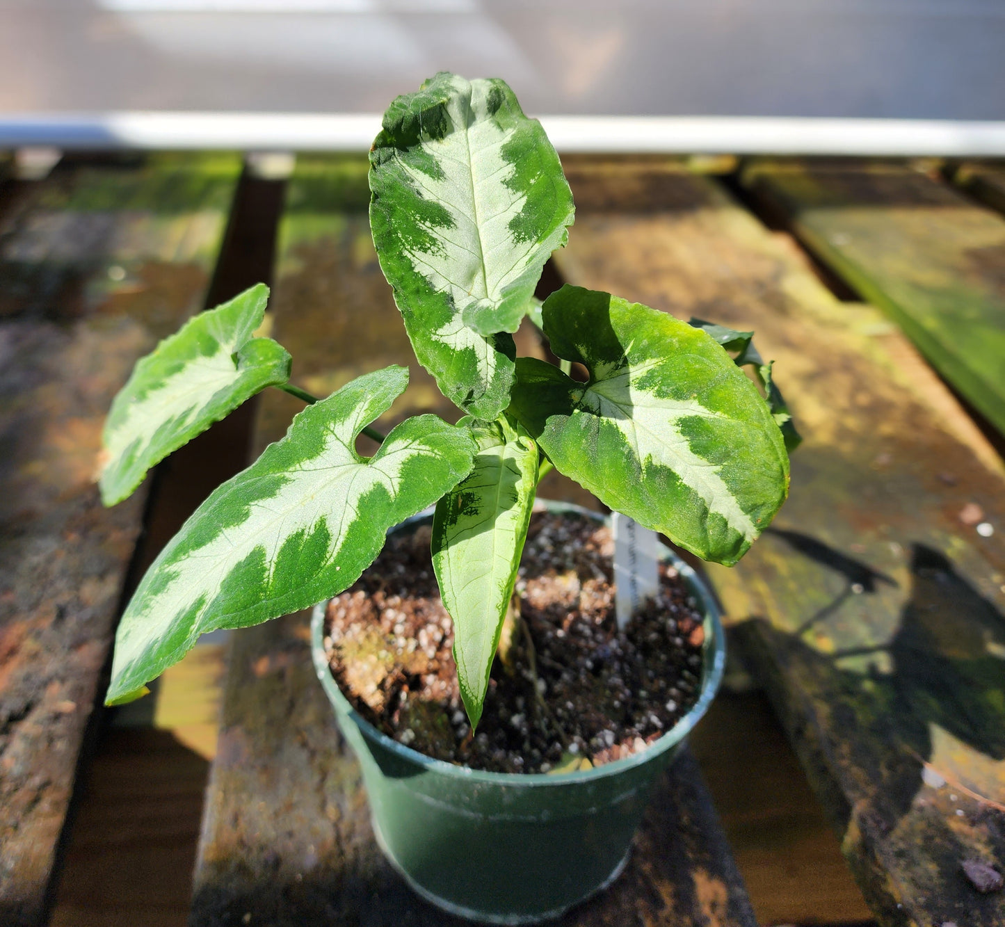 Syngonium wendlandii