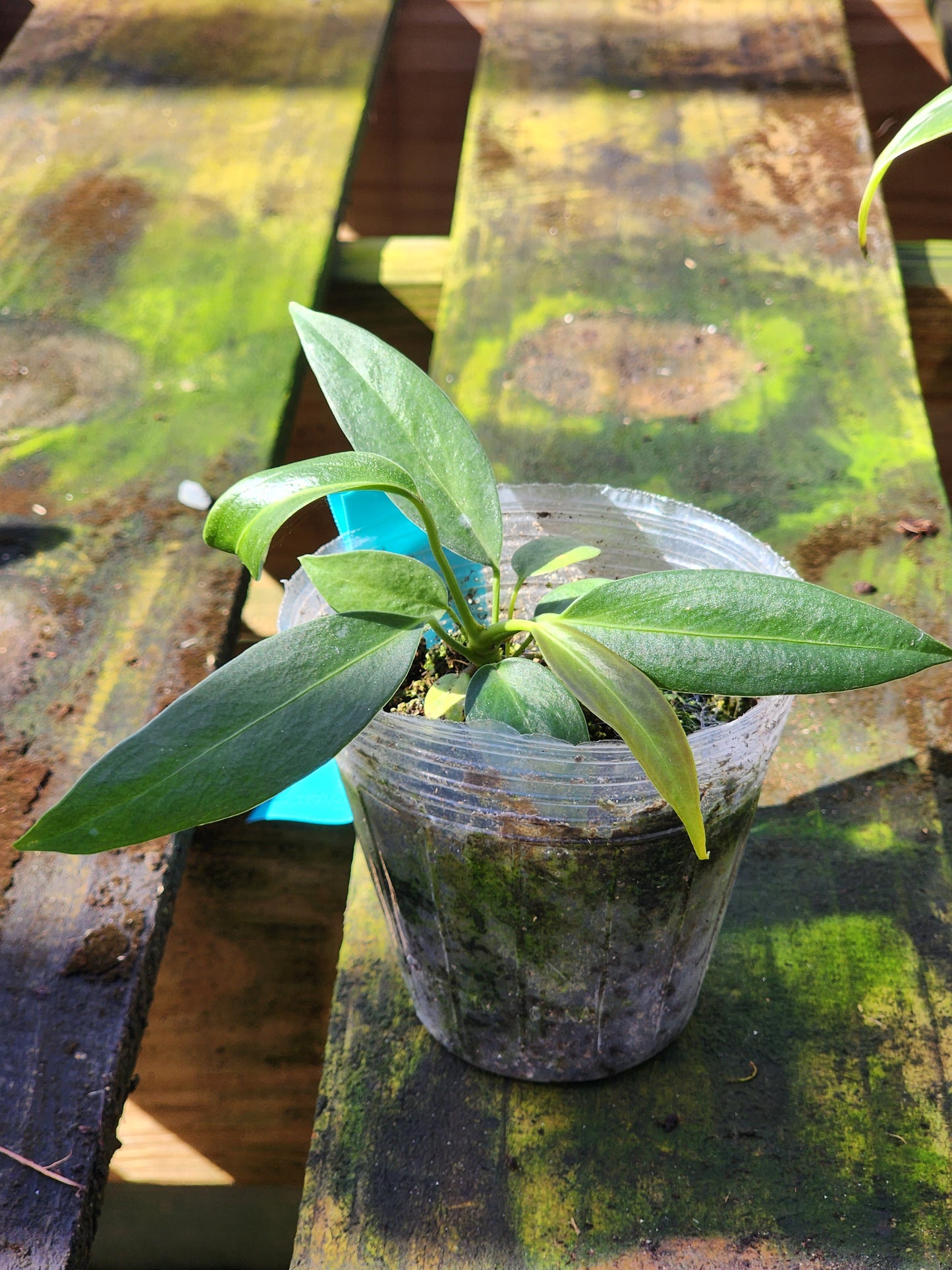 Anthurium Wendlingeri