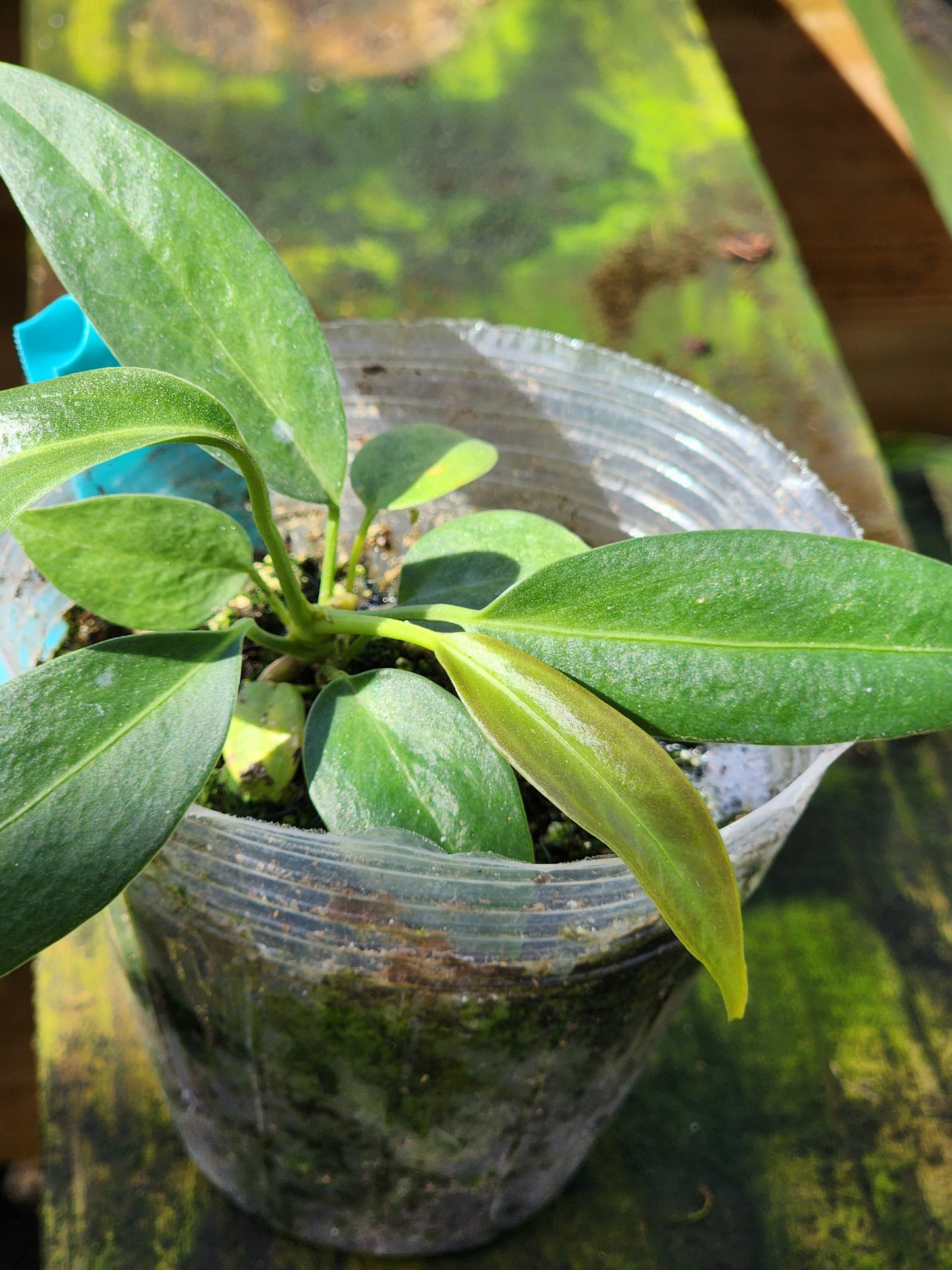 Anthurium Wendlingeri