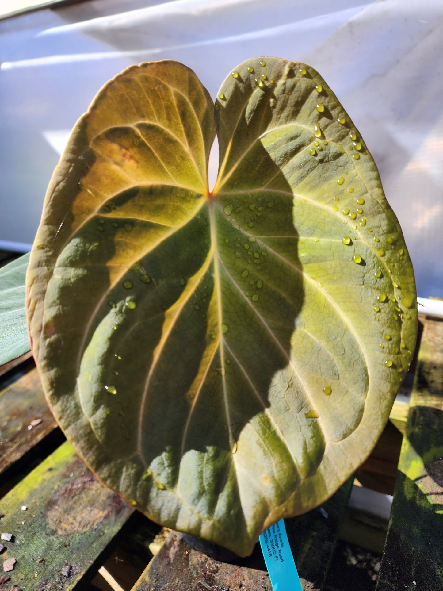 Anthurium King of Spades