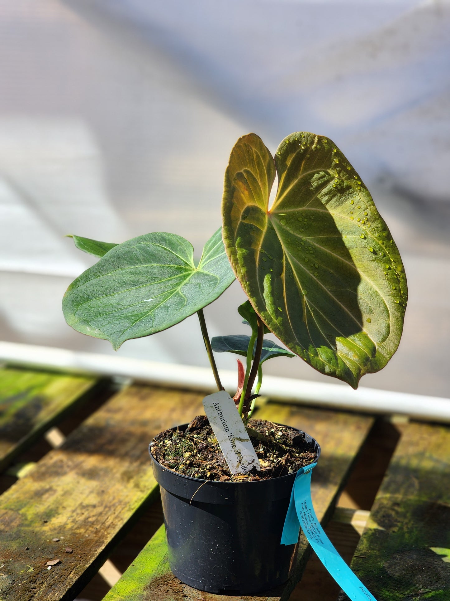 Anthurium King of Spades