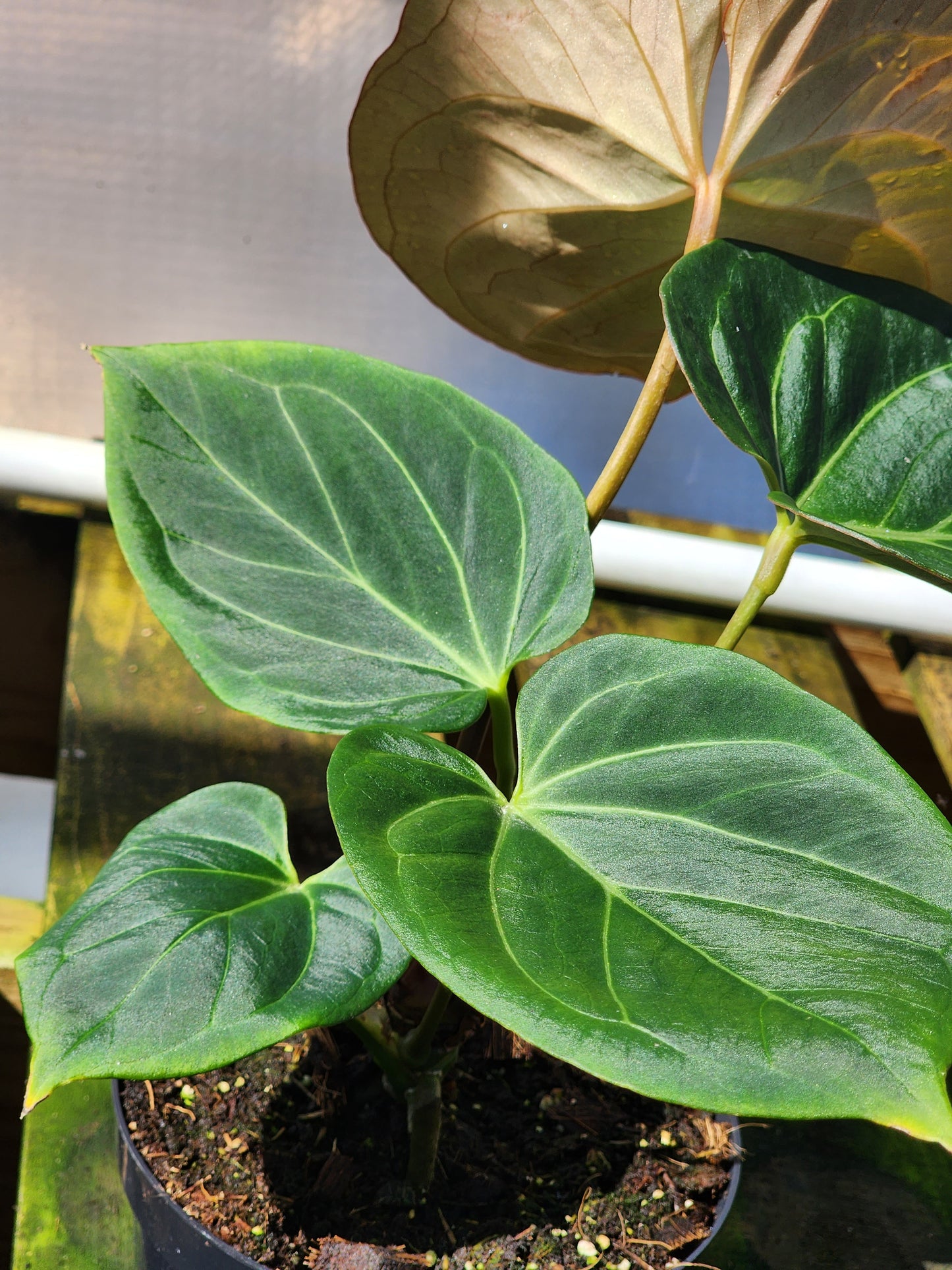 Anthurium King of Spades